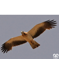 گونه عقاب پر پا Booted Eagle 